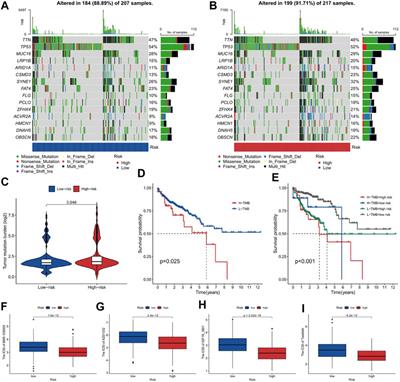 An effective prognostic model in colon adenocarcinoma composed of cuproptosis-related epigenetic regulators
